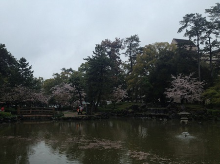 太閤花見茶会 (54).JPG